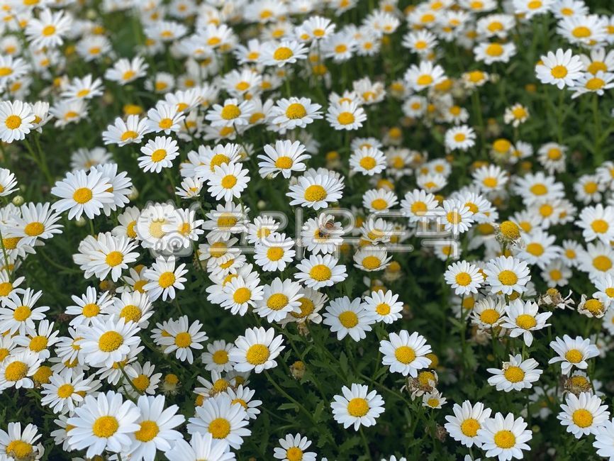 데이지,식물,꽃,꽃밭,배경,하얀꽃,흰색,초록색,daisy,plant,flower,벌,꿀벌