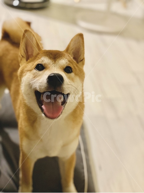 smiling puppy,Smiling Shiba Inu,puppy,Shiba Inu,animal