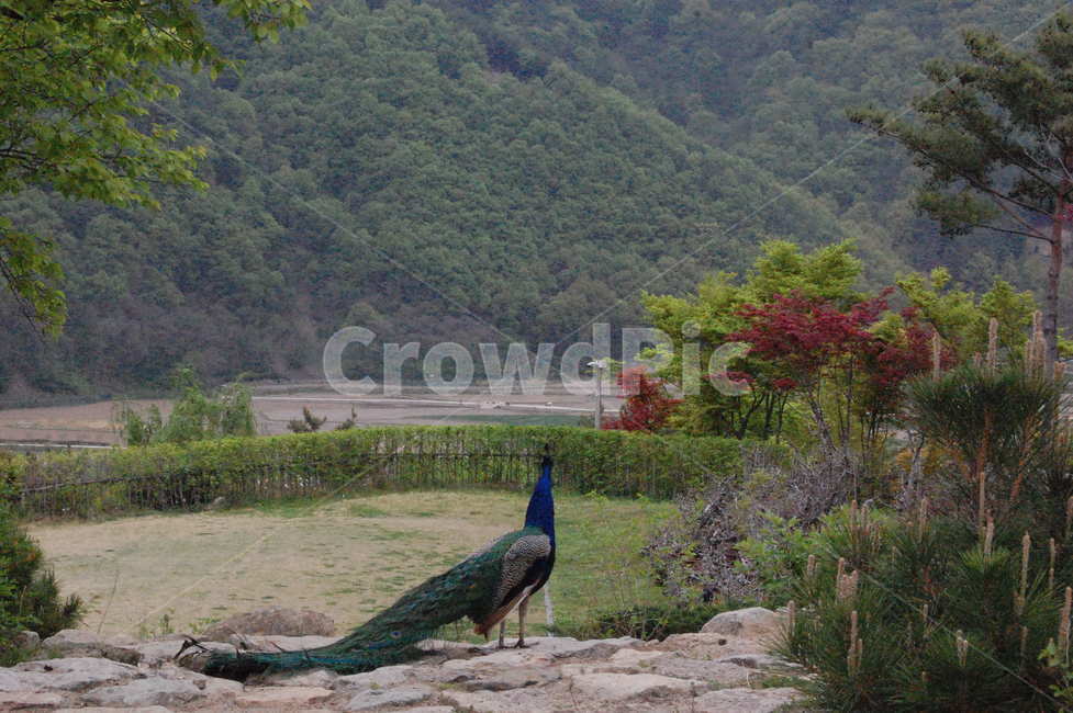새,공작새,자연,쓸쓸함,외로움,나무,풀,nature,tree,grass