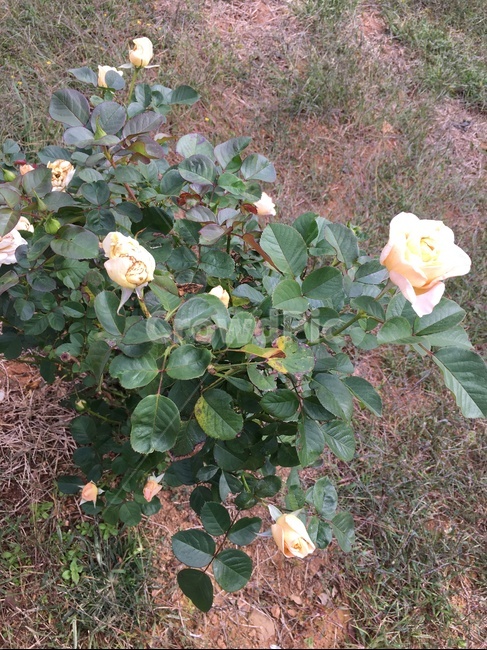blossom,rose,장미,plant,식물,flower,꽃