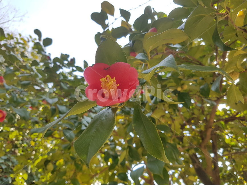 동백,붉은색,한송이,꽃,녹색,자연,식물,나무,꽃나무,식물,자연,plants,nature,꽃,flower