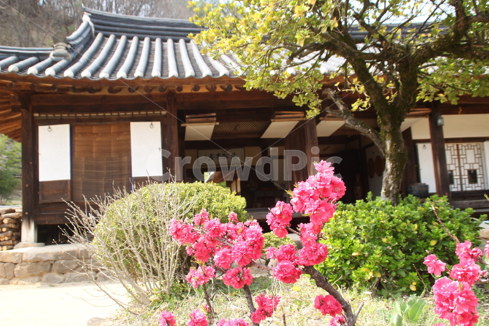 송소고택,고택,목조건물,봄,꽃,새순,새잎,배경,songso,oldhouse,woodenbuilding,spring,flower,newleaf,bud,shoot,background,한국전통,한국문화,korean traditional,korean culture,건축물,건물외관,exterior,building,structure,architecture,construction
