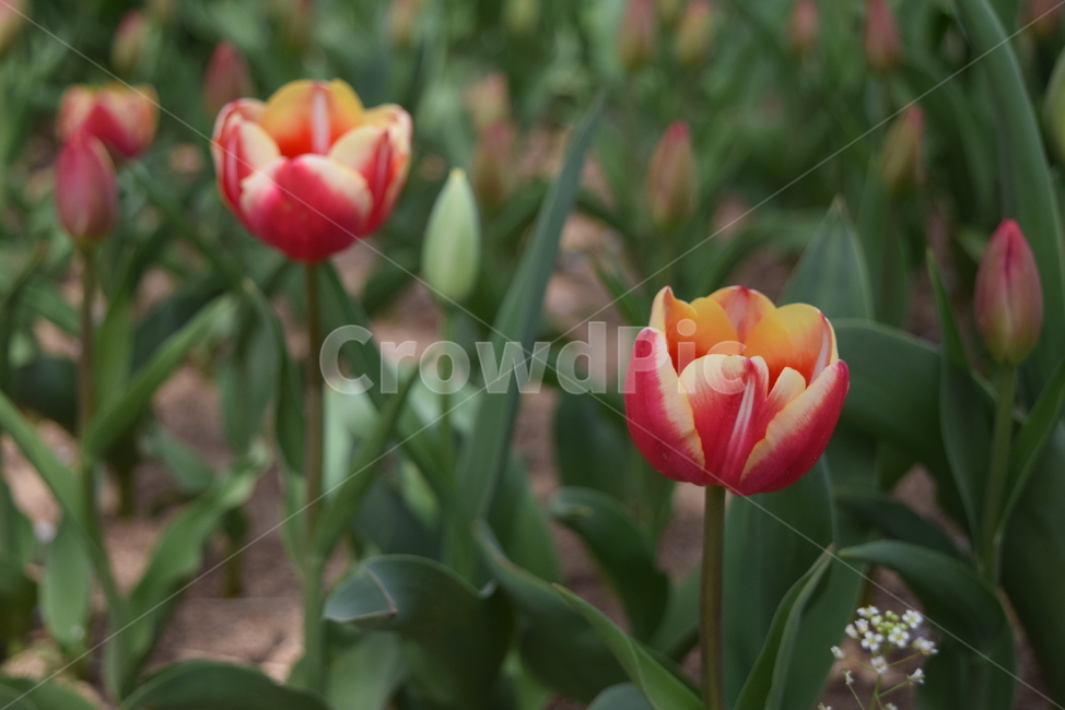 튤립,식물,꽃,flower,tulip,blossom,식물,자연,plants,nature,꽃,flower