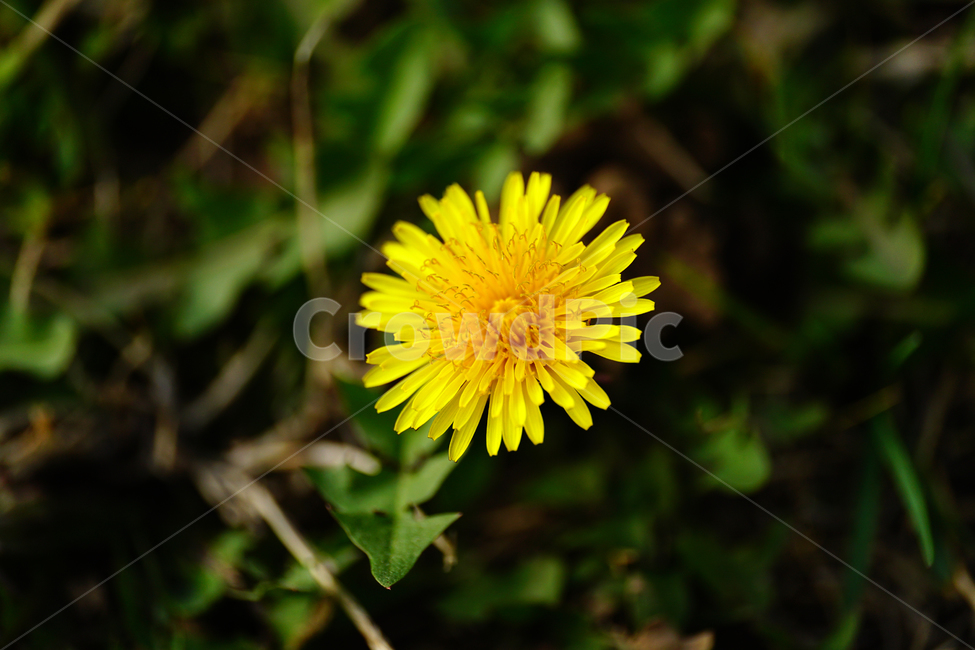 민들레,봄꽃,한국자연,꽃,꽃사진,플라워,flower,봄,spring,식물,plants,자연,nature,풍경,landscape,계절,season,snap,스냅,접사,macro,closeup,클로즈업,감성사진,감성,힐링,healing,느낌,feel,feeling,꽃밭,화단,나무,나뭇가지,tree,꽃봉오리,4월,April,민들레꽃,봄,계절,spring,season,식물,자연,plants,nature,꽃,flower,plant