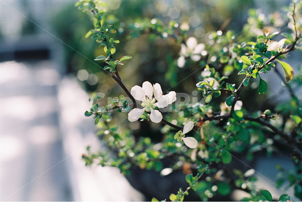 꽃,필름,필름카메라,자연,화분,봄,계절,spring,season,식물,자연,plants,nature,꽃,flower,감성,sensible,feeling,plant