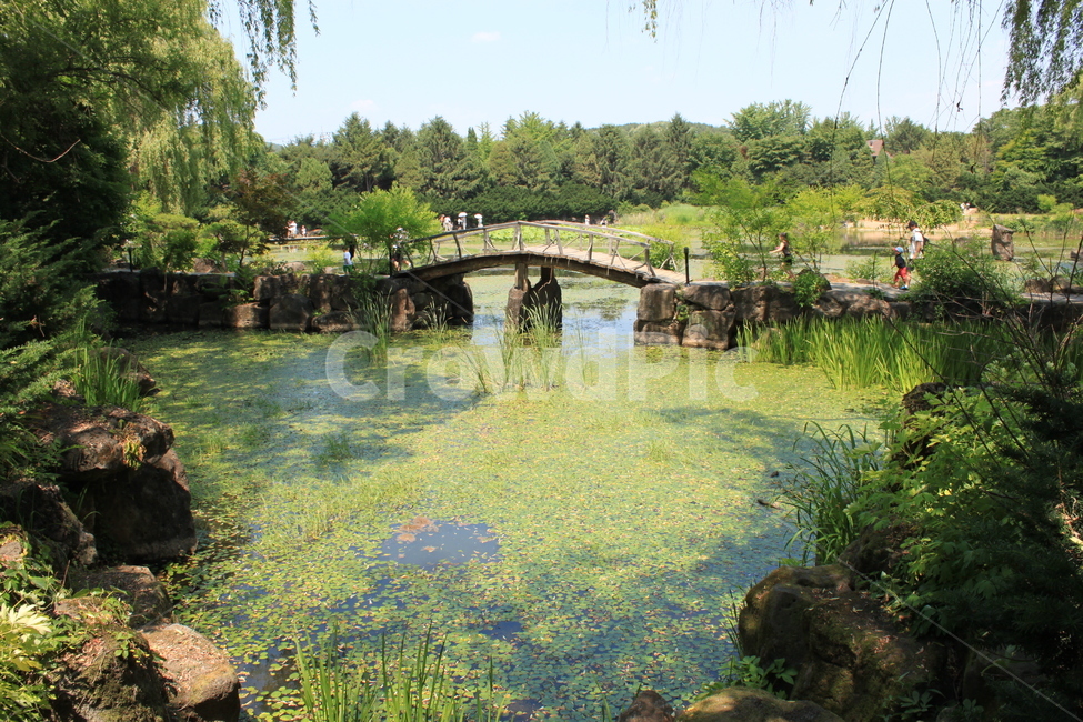 수목원,공원,연못,나무,다리,자연,자연,풍경,nature,landscape,한국자연풍경,한국자연경관,korea nature landscape,water,물,outdoors,옥외