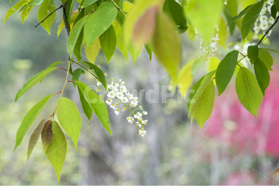 꽃,자연,식물,봄,식물원,봄,계절,spring,season,식물,자연,plants,nature,꽃,flower,leaf,잎,plant