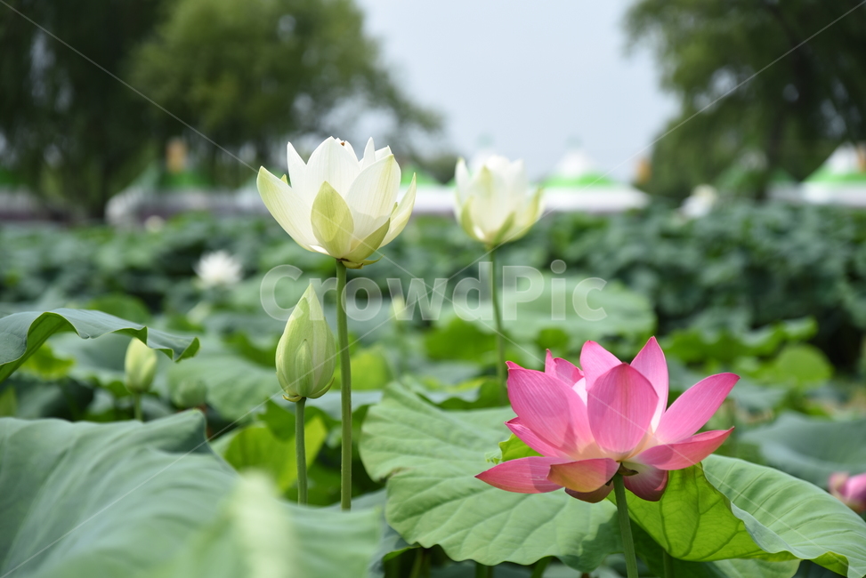 연꽃,부여,꽃,축제,배경