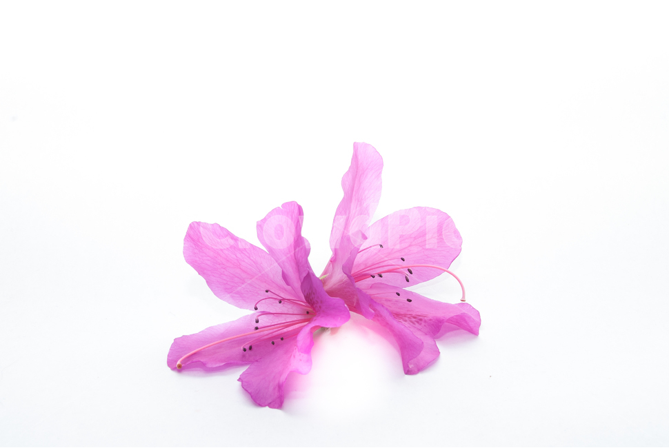 산철쭉,철쭉,누끼,배경,봄,꽃,생화,식물,조경,핑크,분홍,spring,season,flowe,자연,향기,아름다운,화사한,봄꽃,꽃잎,스튜디오,봄,계절,spring,season,식물,자연,plants,nature,꽃,flower,누끼,remove background,plant,blossom,geranium,제라늄