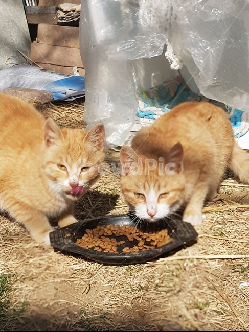 고양이,맛있다,밥,시선,혀,동물,animal,포유류,mammal,고양이,cat,kitten,kitty