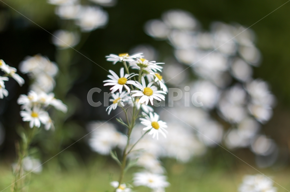 경복궁,꽃,계란꽃,감성사진,보케,식물,자연,plants,nature,꽃,flower,감성,sensible,feeling