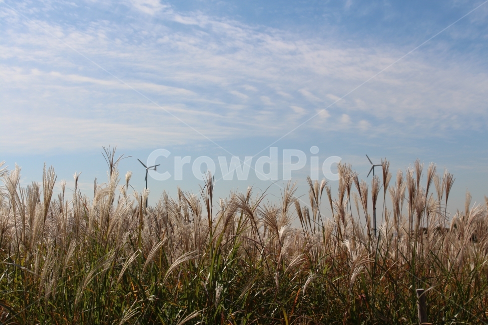 가을,하늘,구름,하늘공원,억새,가을,계절,fall,autumn,season,자연,풍경,nature,landscape,grass,잔디,plant,식물,lawn,reed,갈대