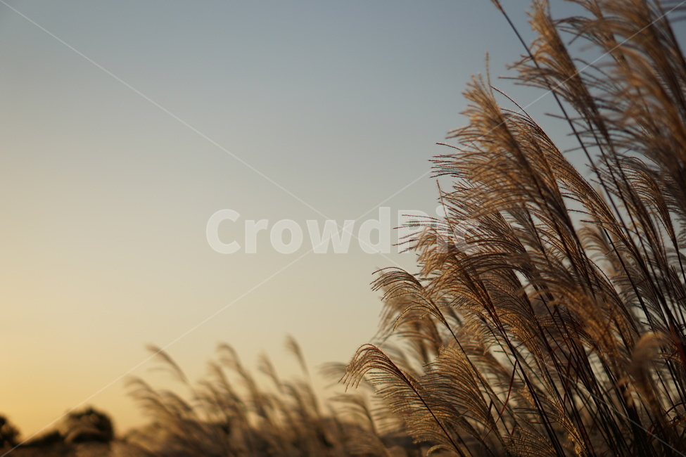 가을,background,하늘,노을,갈대밭,갈대,가을풍경,백그라운드,grass,잔디,plant,식물,lawn,reed,가을,계절,fall,autumn,season