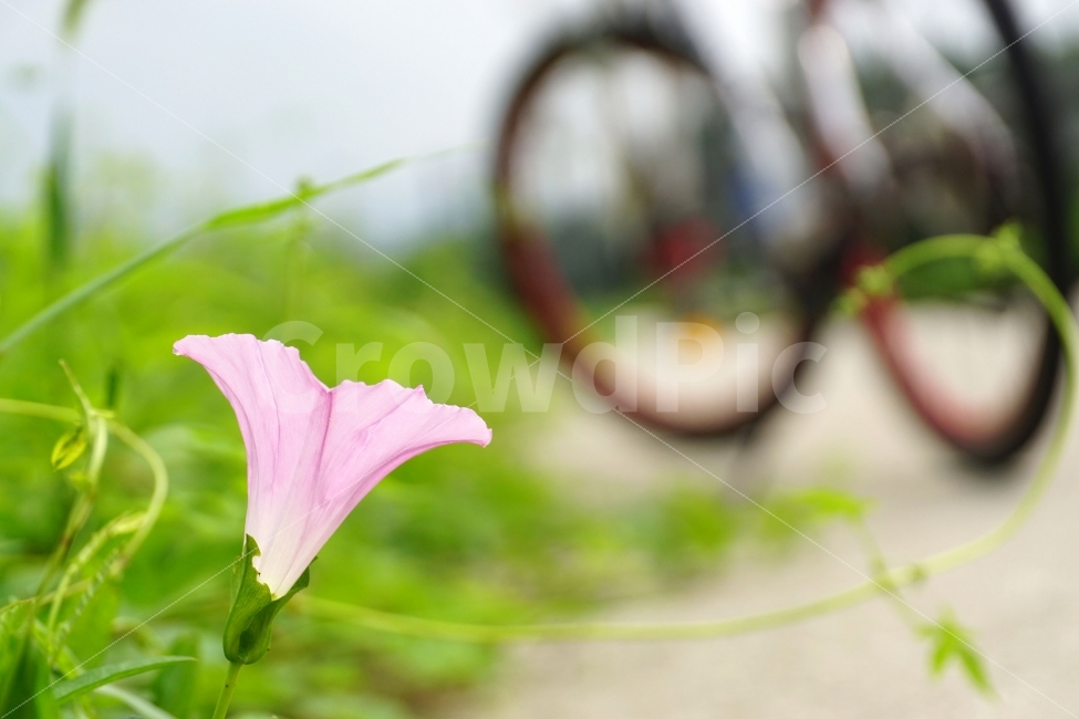 메꽃,꽃,플라워,식물,자연,이파리,flower,nature,자전거,풍경,landscape,힐링,힐링사진,감동,감동사진,꽃사진,느낌,분위기,feel,feeling,스냅,스냅사진,스넵,스넵사진,snap,snapshot,한국자연,한국의자연,plant,plants,여름꽃,꽃밭,화단,8월,August,여름,summer,계절,season,식물,자연,plants,nature,꽃,flower