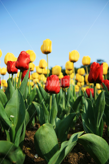 튤립,노란꽃,빨간꽃,꽃,꽃밭,flower,blossom,plant,식물,tulip