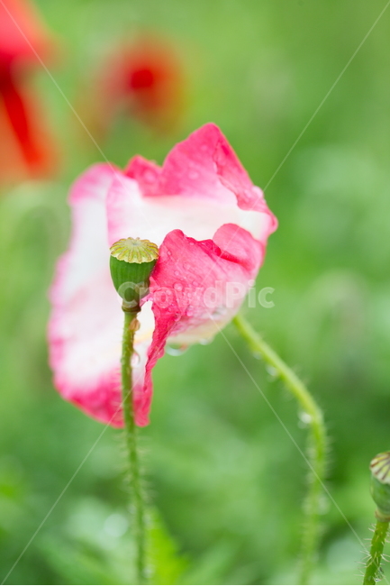 꽃,양귀비,빗방울,봄,붉은꽃,식물,자연,plants,nature,꽃,flower