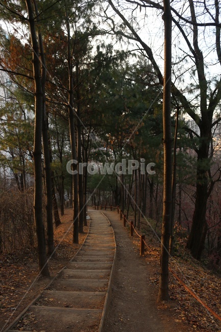 나무,숲길,길,햇살,따뜻함,warm,tree,street,분위기,감성