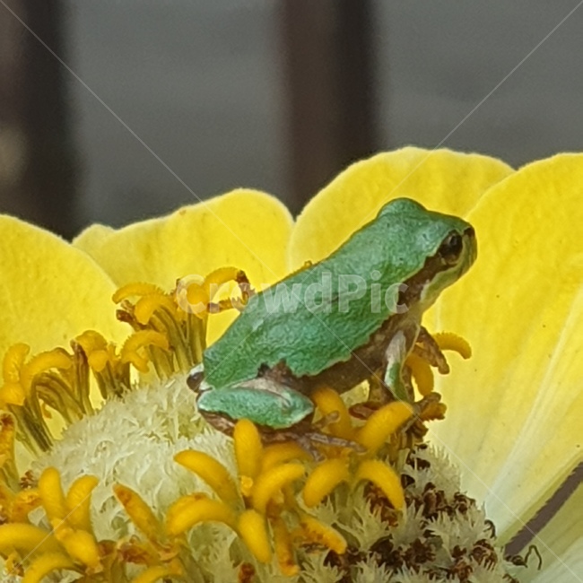 백일홍,꽃,노오란꽃,개구리,청개구리,귀여운,작은,동물,animal,파충류,양서류,reptile,amphibian