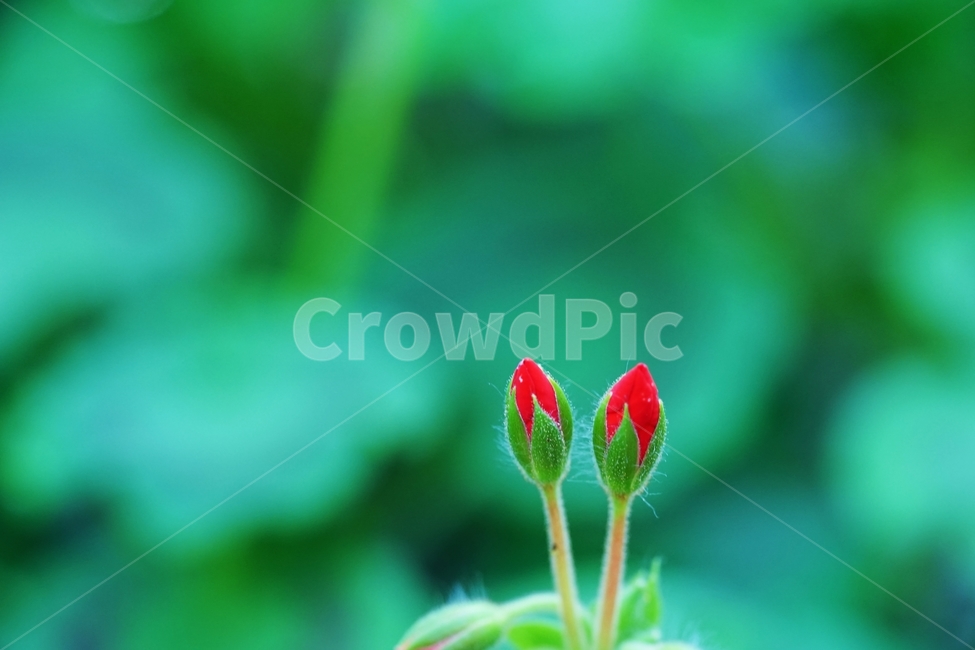 모과꽃,모과꽃봉오리,모과나무,꽃봉오리,봄꽃,식물,자연,plants,nature,꽃,flower