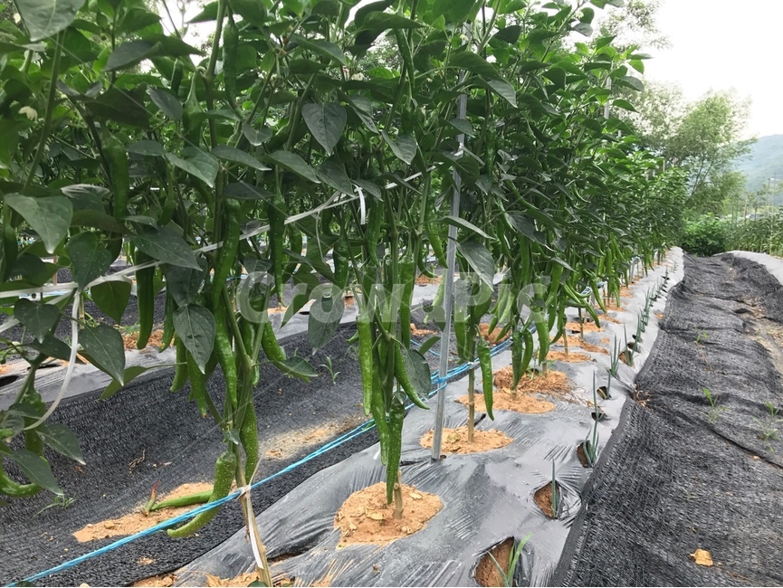고추,고추밭,농장,주말농장,밭,농업,농사,agriculture,farming,farming industry