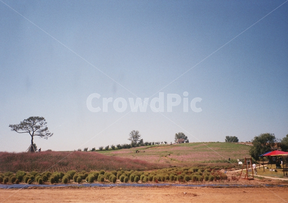 꽃,flower,식물,plant,필름,필름사진,film,나무,tree,nature,자연,outdoors,옥외,숲,공원,park,forest,field,들,들판