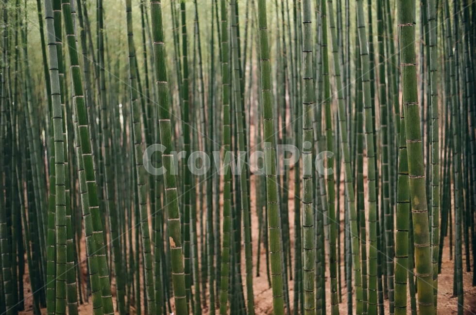 대나무,숲,오후,자연,시골,nature,bamboo,forest,tree,나무,day,film,필름