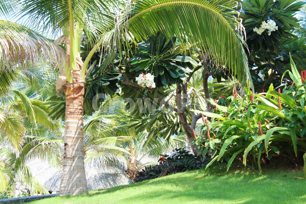 야자수,동남아,코코넛,식물,베트남,palmtree,plants,나무,trees,wood