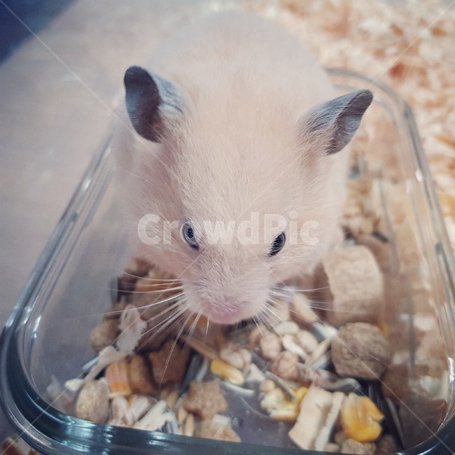햄스터,애완동물,사료,골든햄스터,귀여움,동물,animal,포유류,mammal