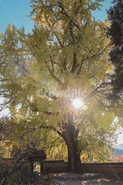 나무,은행나무,낙엽,가을,푸른하늘,ginkgo,tree,fall,bluesky,감성사진,plant,treetrunk,나무줄기,light,빛,flare,플레어,sunlight,햇빛,가을,계절,fall,autumn,season,자연,풍경,nature,landscape,식물,plants,나무,trees,wood
