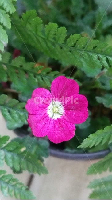 꽃,자연,플라워,색감,개화,flower,분홍,식물,자연,plants,nature,꽃,flower