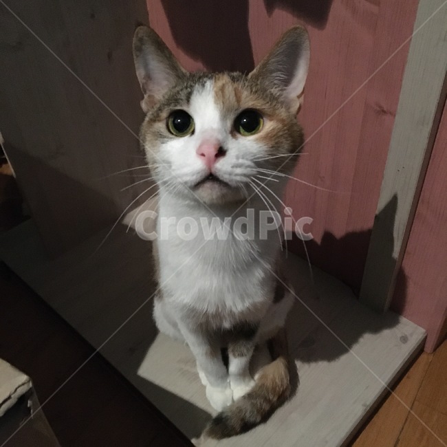 고양이,동물,귀여움,cat,kitty,눈,시선,반려묘,애완동물,반려동물,집중,귀여운,cute,animal,포유류,집고양이,냥이,집사