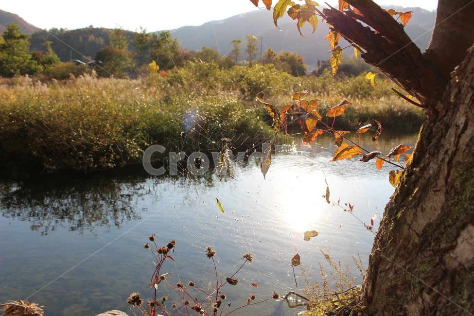 가을,거미,낙엽,fall,spider,잔잔한,감성,feeling,leaves,fallen,자연,autumn,나뭇잎,가을,계절,fall,autumn,season,nature,land,땅,outdoors,옥외,water,물