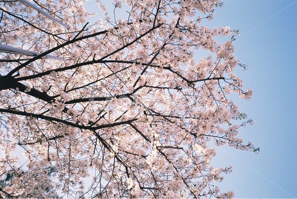 cherryblossom,벚꽃,blossom,꽃,plant,하늘,봄,식물,자연,plants,nature,꽃,flower