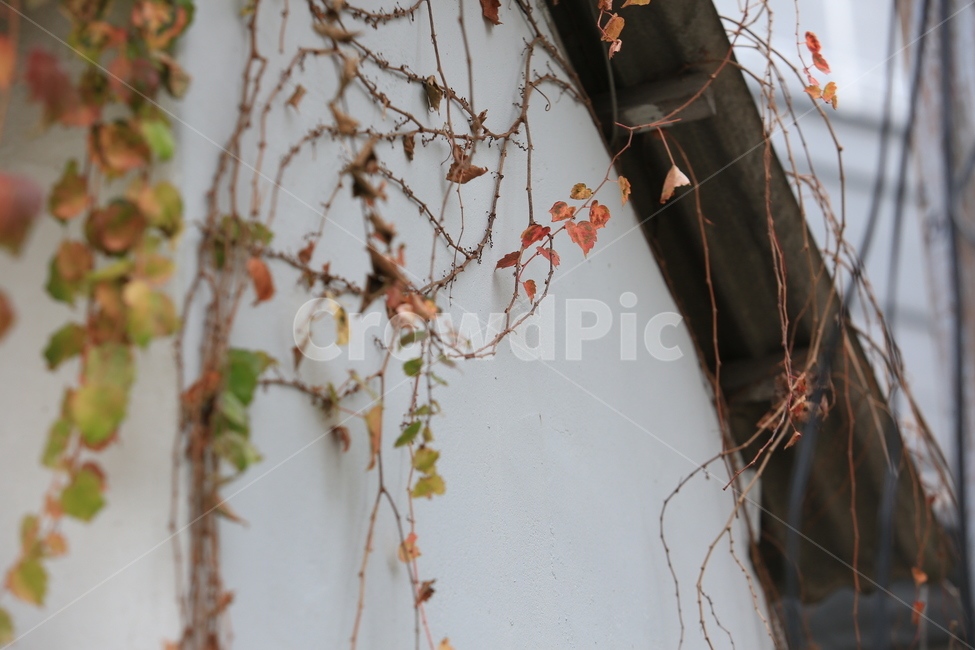 담쟁이,가을,식물,빨강,담벼락,가을,계절,fall,autumn,season,식물,자연,plants,nature,plant
