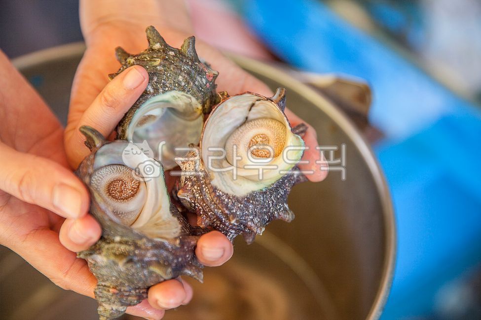 conch,seafood,Natural oxygen,beating,horn conch,Natural horned conch