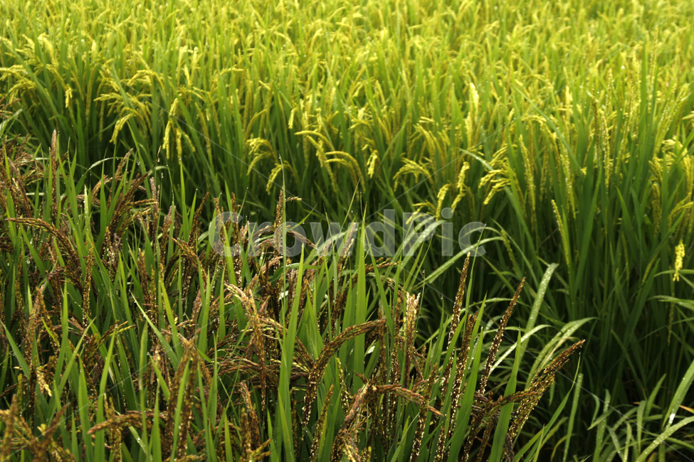 가을,벼농사,수확,추석,추수,가을,계절,fall,autumn,season,곡류,곡식,cereals,산업,industry,industrial,농업,농사,agriculture,farming,farming industry,grassland,목초지,outdoors,옥외,field,들,nature,자연,vegetation,초목,plant,식물,paddy field,패디 필드