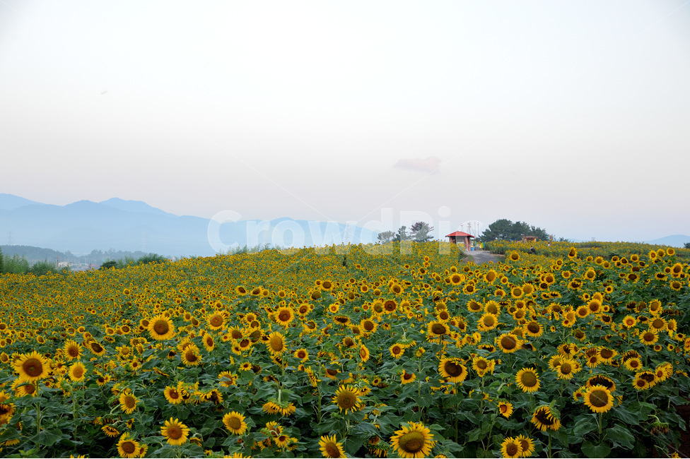 해바라기,여름,동산,만개,해질녘,여름,계절,summer,season,자연,풍경,nature,landscape,식물,plants,꽃,flower,plant
