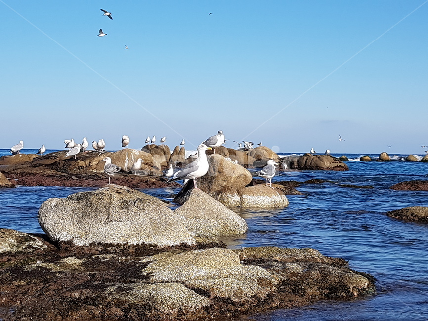 바다,속초,갈매기,동해,seagull,sea,sokcho,bird,새