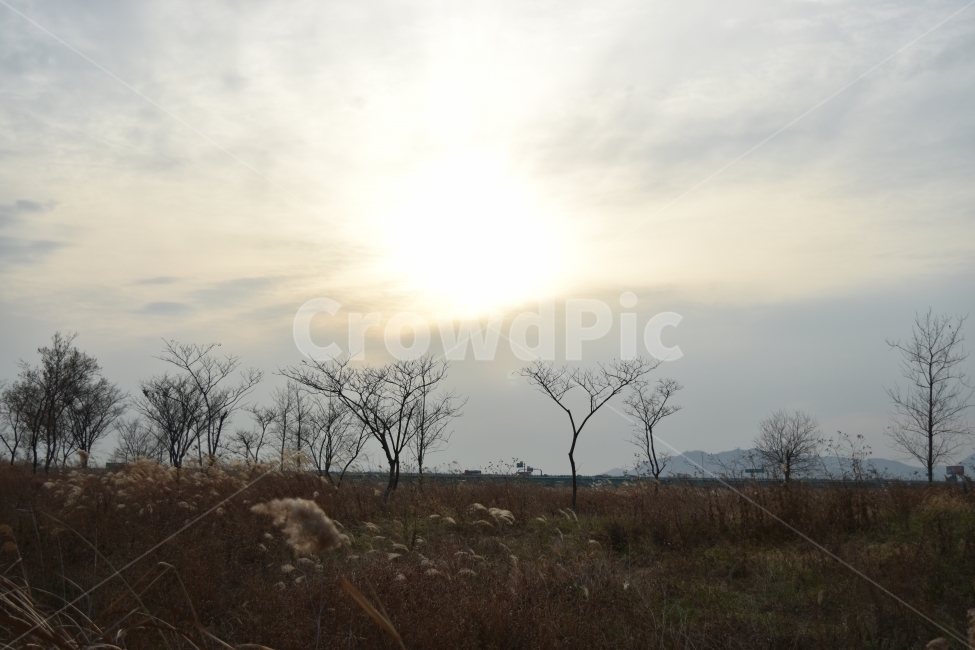 갈대,강,햇빛,하늘,구름,태양,자연,풍경,nature,landscape,outdoors,옥외,field,들,savanna,대초원,grassland,목초지