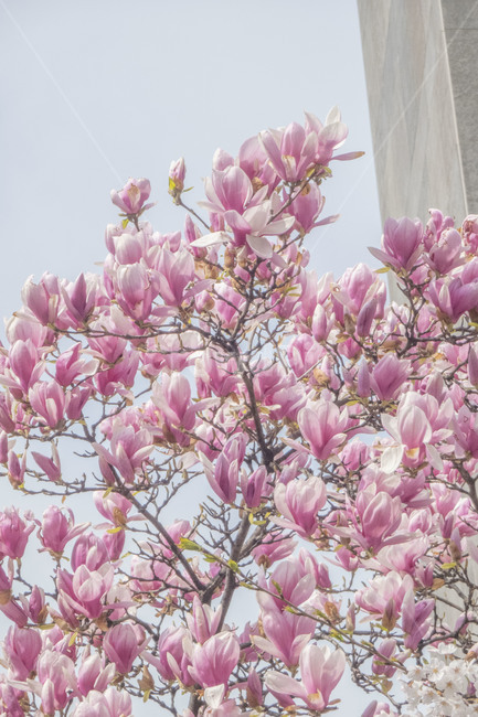 꽃,봄,봄꽃,목련,자목련,목련나무,봄,계절,spring,season,식물,자연,plants,nature,꽃,flower,plant,blossom,cherry blossom,벚꽃