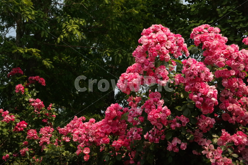 꽃,봄,분홍,햇살,풍경,사랑,계절,spring,season,식물,plants,nature,flower,감성