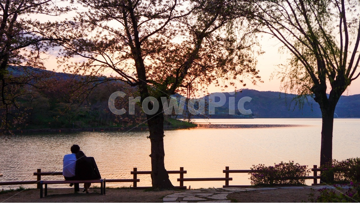보문단지,호수가,벤치,연인,가로수,노을,사람,인물,인간,human,person,연인,커플,사랑,lover,couple