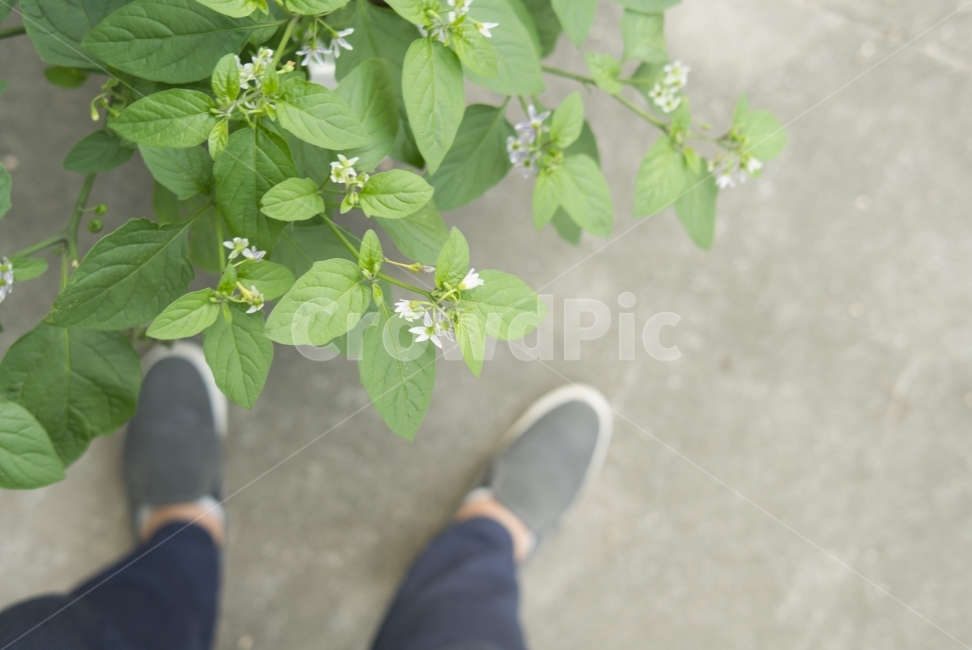 감성,꽃,flower,풍경,landscape,계절,season,자연,nature,생동감,fresh,인물,발,street,길거리,식물,자연,plants,nature,꽃,flower