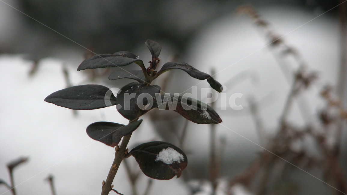 plant,식물,꽃,flower,winter,겨울,계절,winter,season