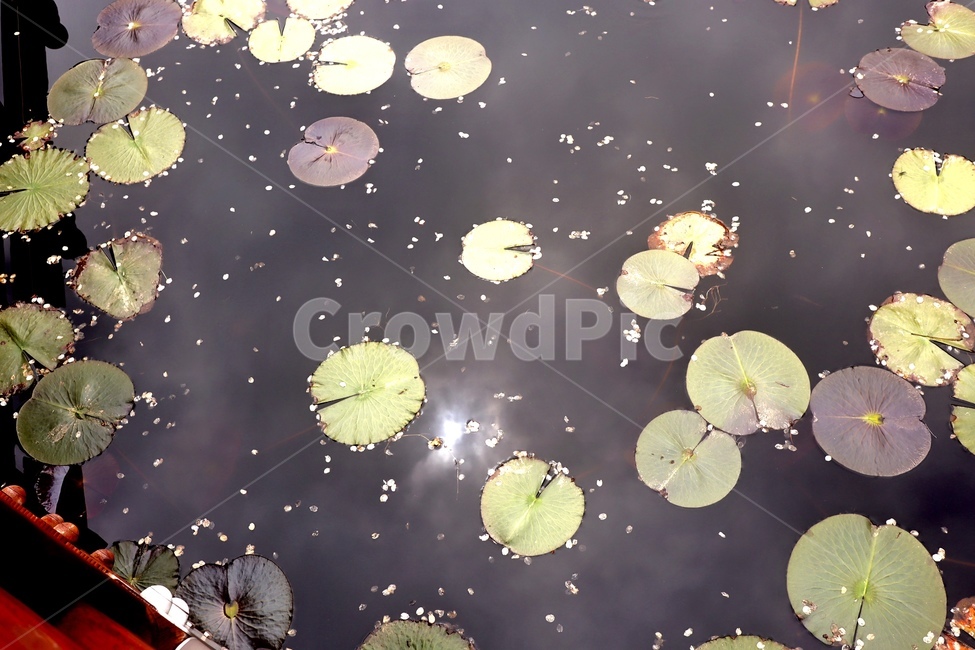 연꽃,호수,lake,alotusflower,강,자연,풍경,nature,landscape,plant,식물