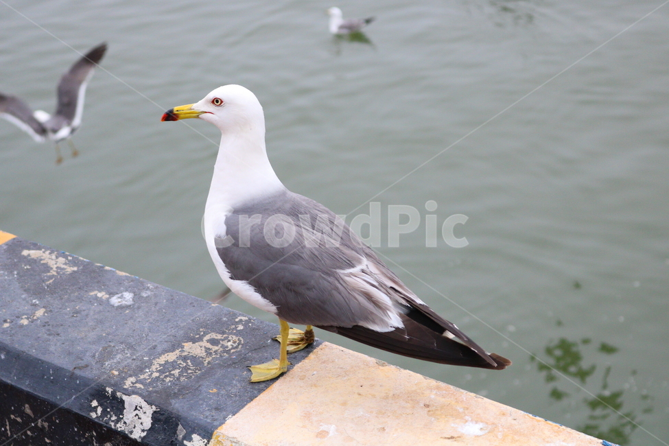 갈매기,새,조류,한강,동물,동물,animal,조류,새,birds