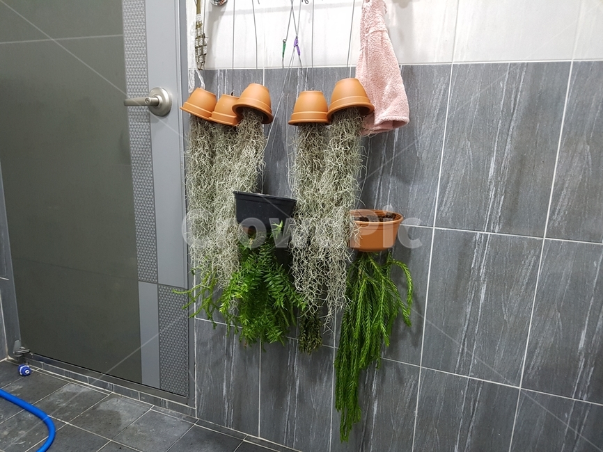 수염틸란드시아,틸란드시아,화초,먼지식물,미세먼지효과식물,식물,자연,plants,nature