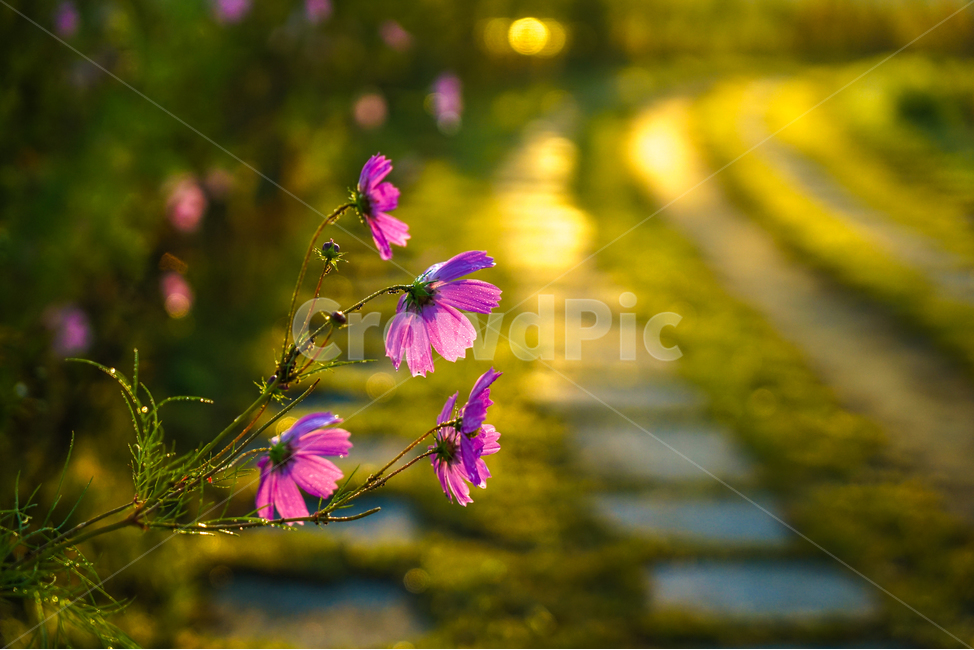 산책로,길,꽃,야생화,식물,코스모스,가을,식물,자연,plants,nature,꽃,flower