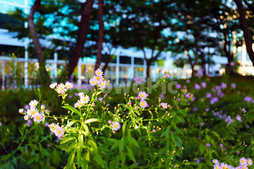 꽃,식물,자연,제비꽃,풀,green,flower,viola