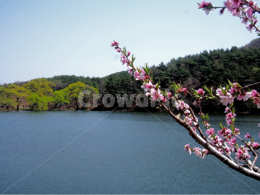 spring flowers,pink,peach,Bangokji,april,peach blossom,flower
